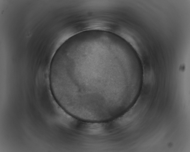 X0000102521338200808081418