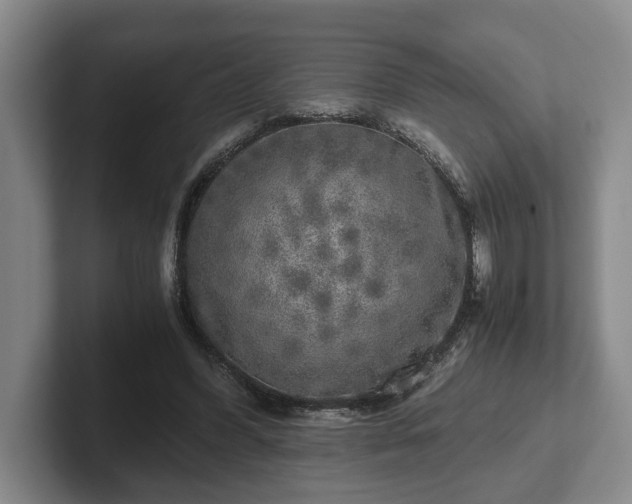 X0000102520396200808151538