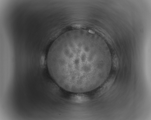 X0000102520420200808151537