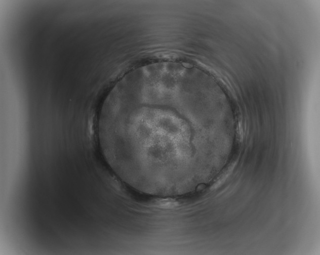 X0000102520424200808151537