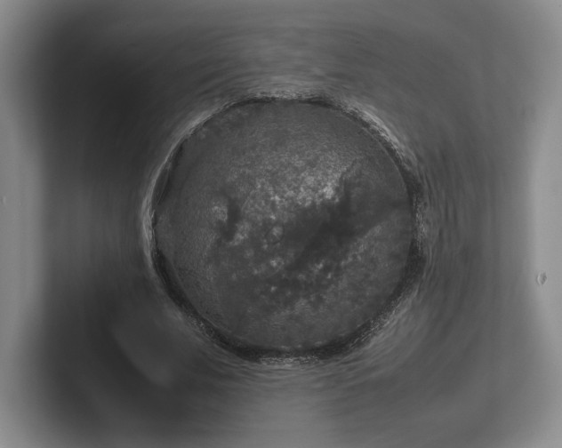 X0000102520679200808151534