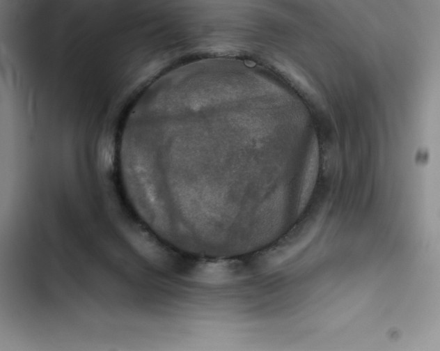 X0000102520072200808221851