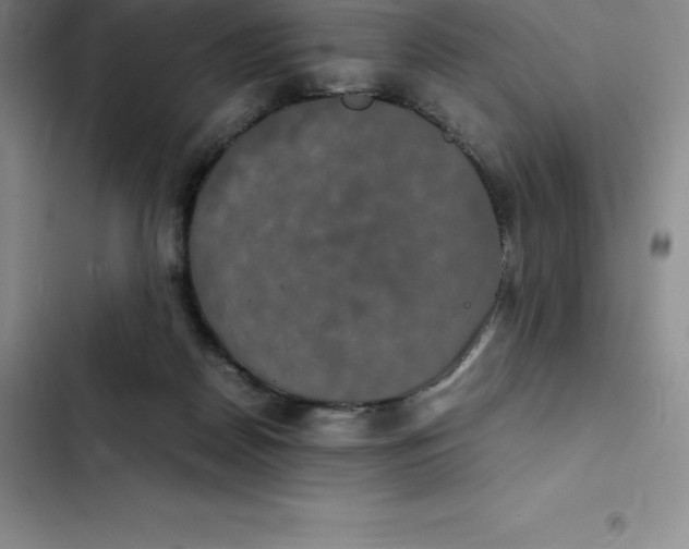 X0000102520170200808221850