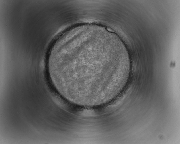 X0000102520256200808221848