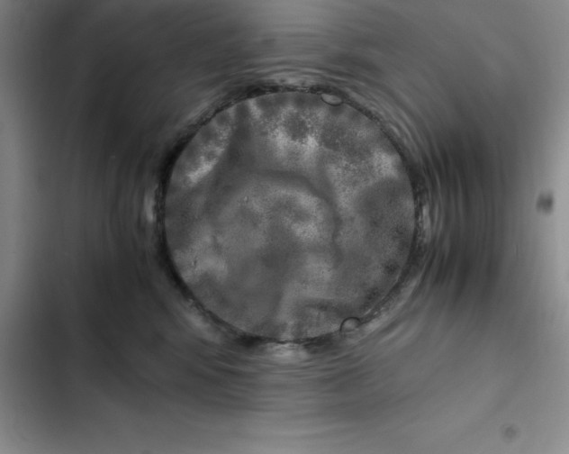 X0000102520424200808221846