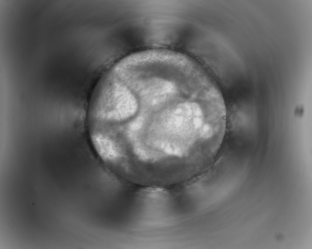 X0000102520427200808221845