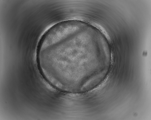 X0000102520780200808221840