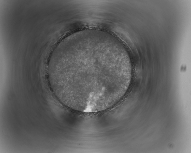 X0000102520865200808221839