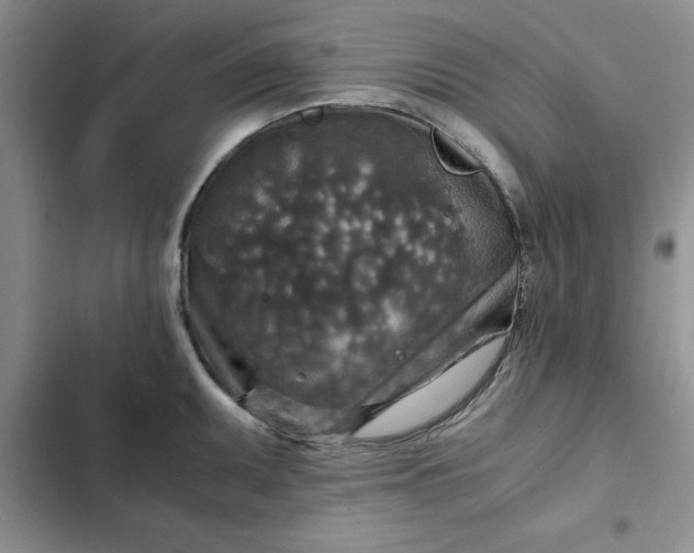 X0000102521095200808221836