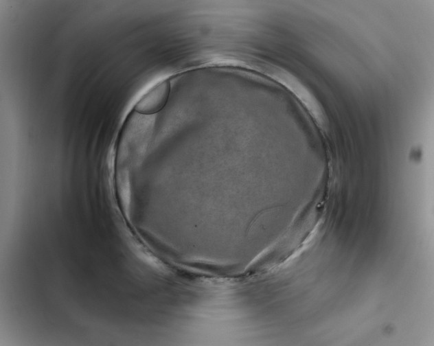 X0000102521198200808221834