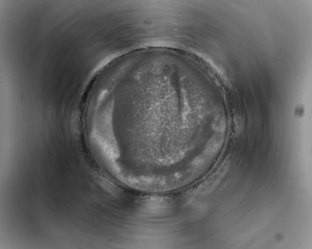 X0000102521266200808221833