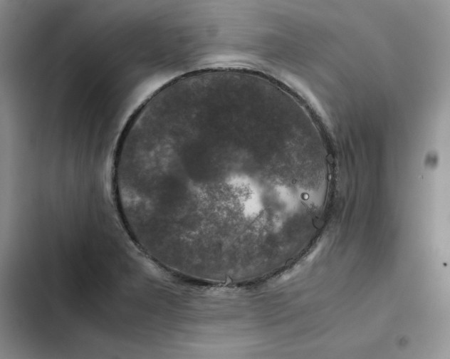 X0000102521277200808221833