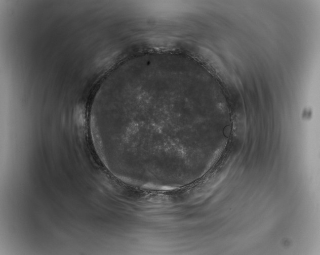 X0000102521298200808221831