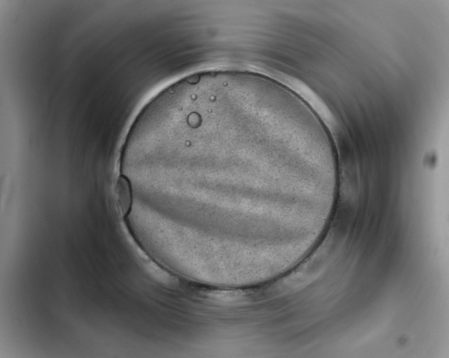 X0000102521388200808221831