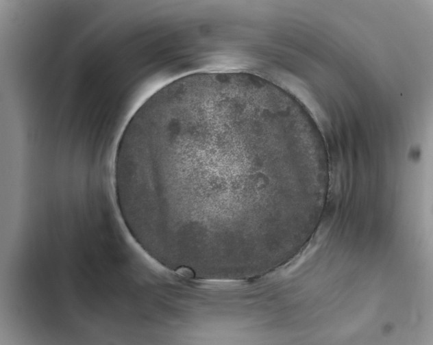 X0000102521487200808221829