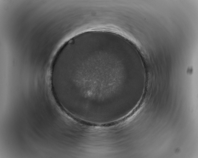 X0000102521506200808221829