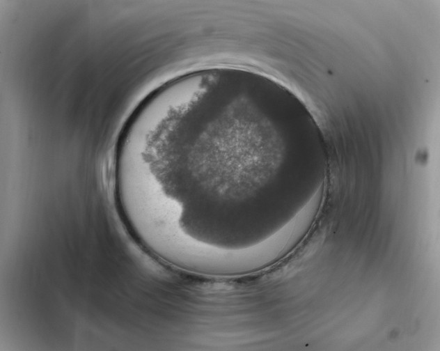 X0000102521515200808221829