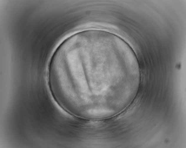 X0000102521531200808221829