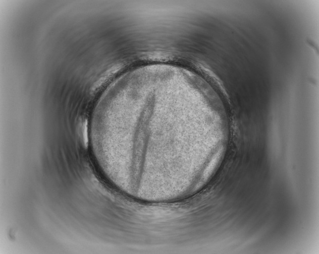 X0000102520020200808291807