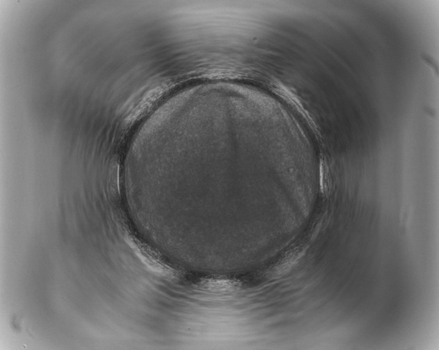 X0000102520205200808291804