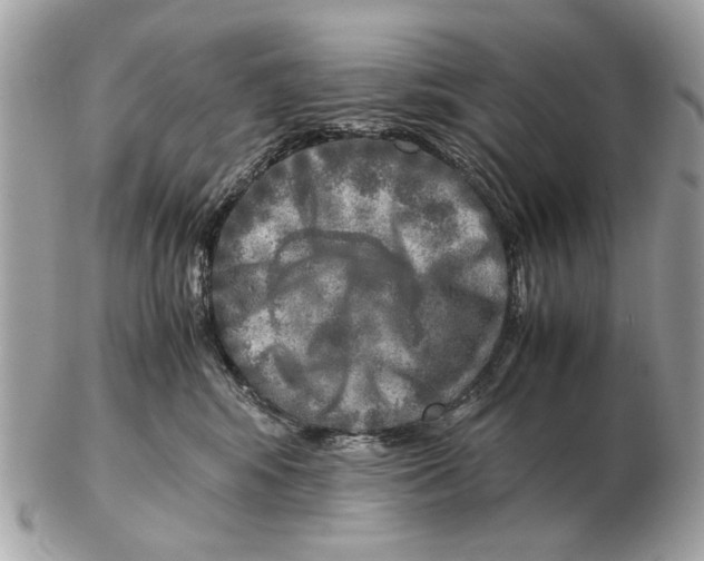 X0000102520424200808291801