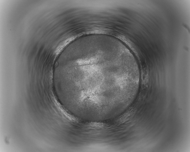 X0000102520437200808291800