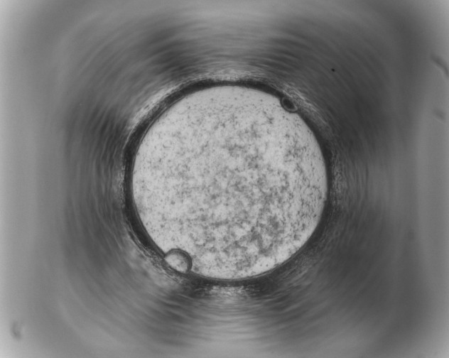 X0000102520440200808291800