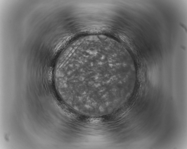 X0000102520495200808291800