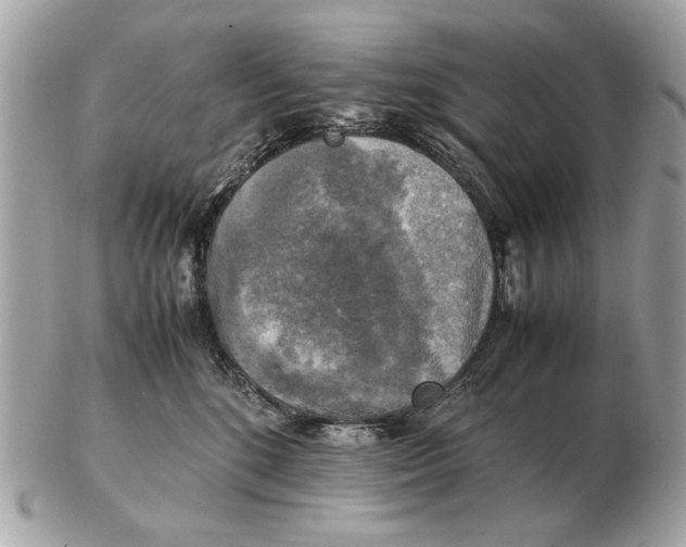 X0000102520520200808291759