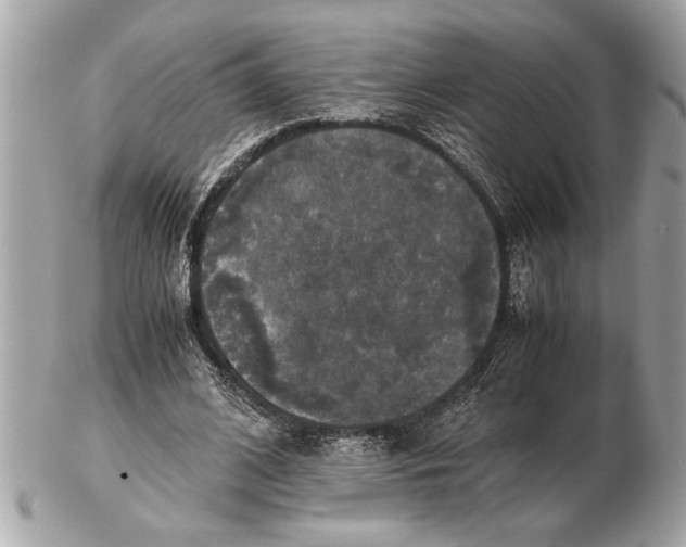 X0000102520584200808291759