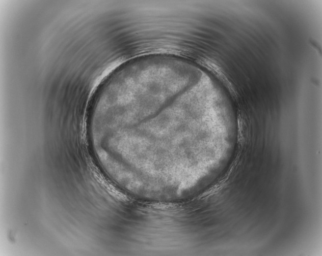 X0000102520780200808291756