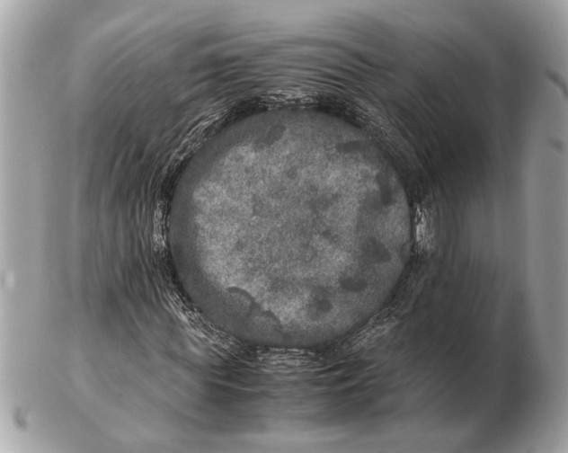 X0000102520819200808291755