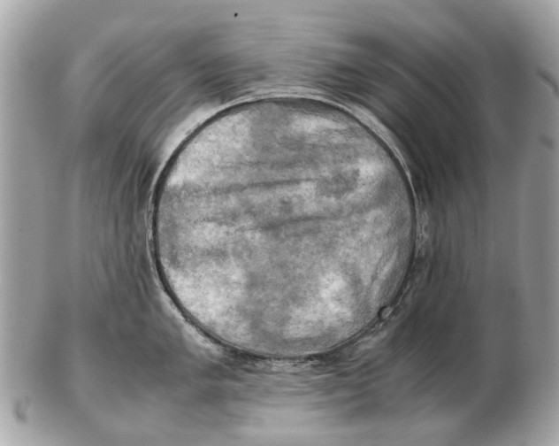 X0000102521005200808291752