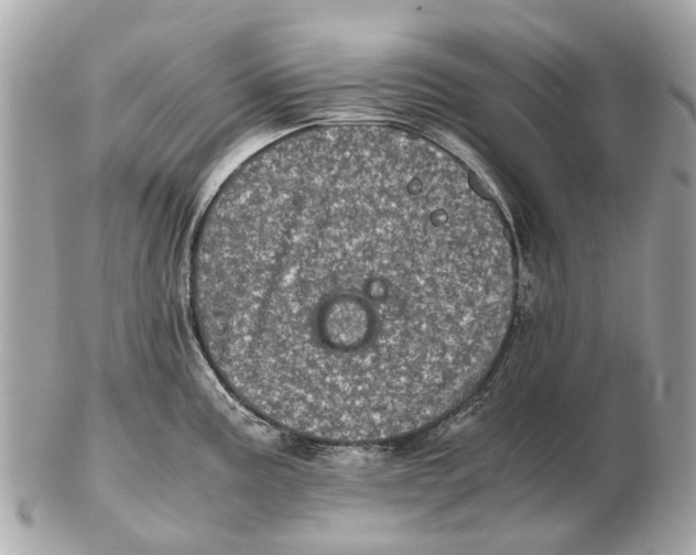 X0000102521195200808291750