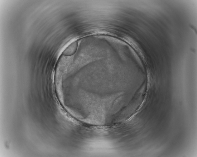 X0000102521198200808291750