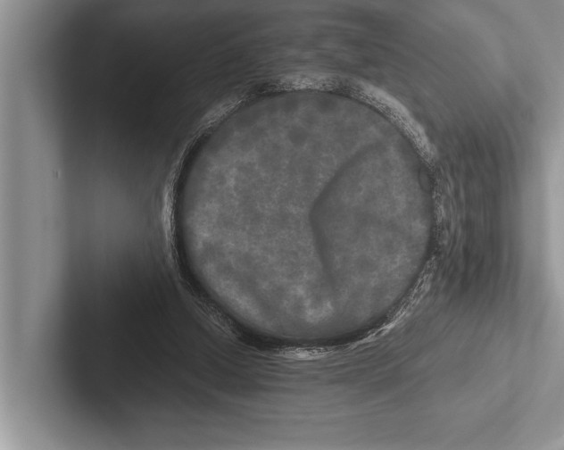 X0000102520250200809051449