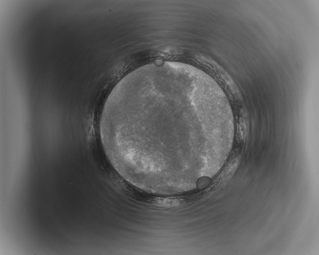 X0000102520520200809051446