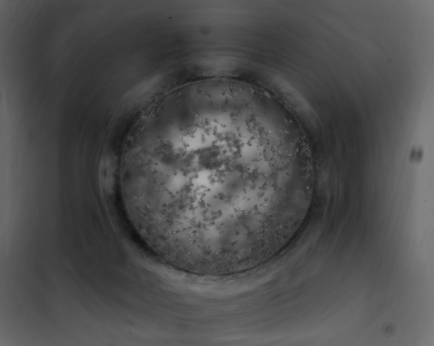 X0000102530026200808081502