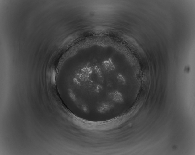 X0000102530046200808081502