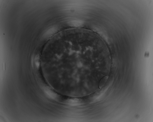 X0000102530069200808081501