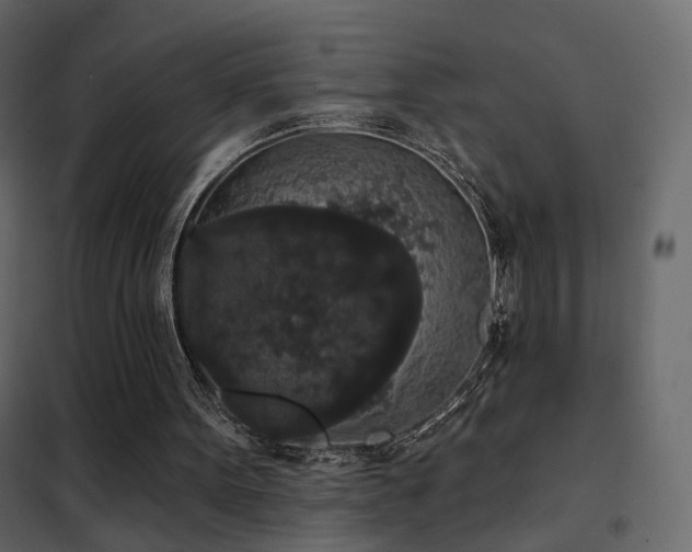 X0000102530099200808081501