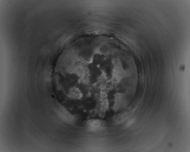 X0000102530181200808081500