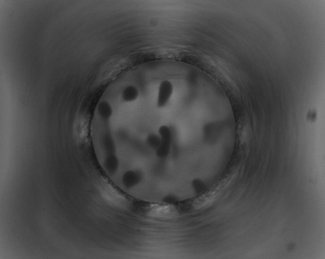 X0000102530185200808081500