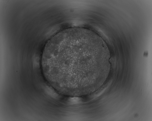 X0000102530269200808081459