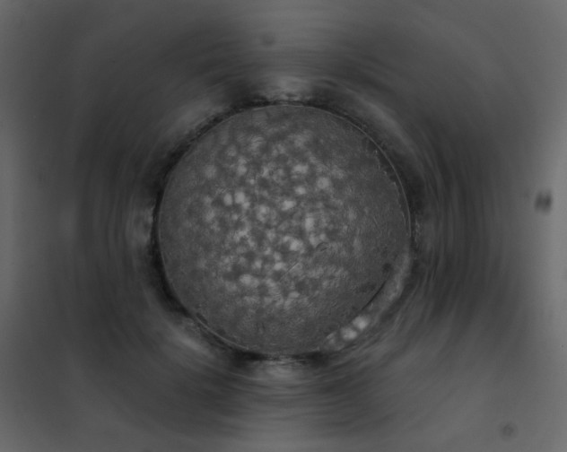 X0000102530652200808081453
