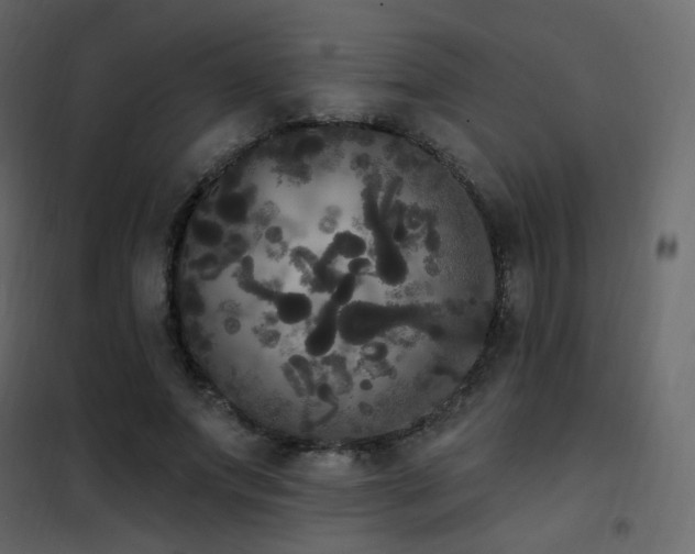 X0000102530687200808081452