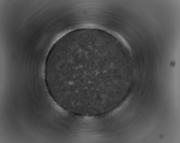X0000102530839200808081450