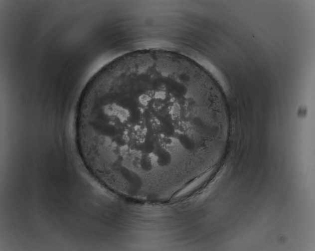 X0000102530983200808081447