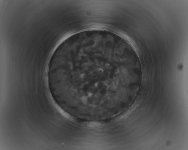X0000102531235200808081444