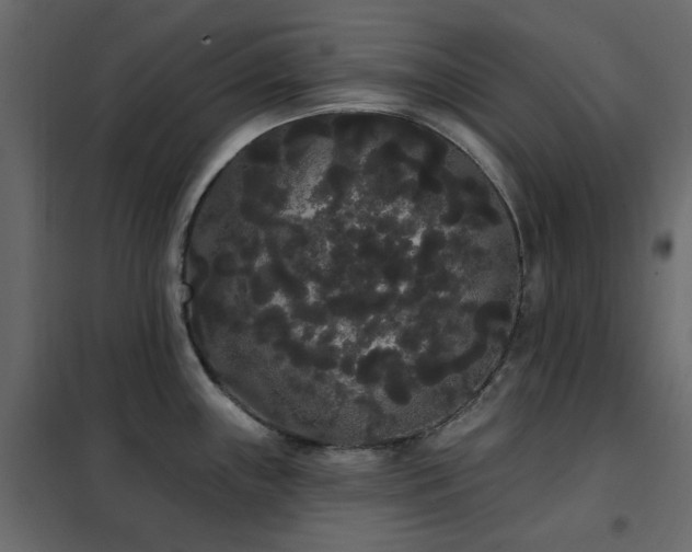 X0000102531243200808081444